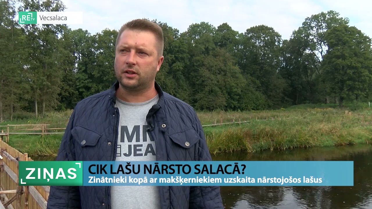 Cik lašu nārsto Salacā?