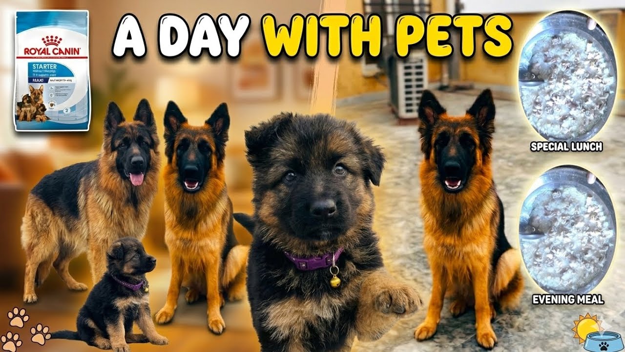 My First Vlog | Daily Pet Vlogs | How to train German Shepherd | German Shepherd puppies🐶 