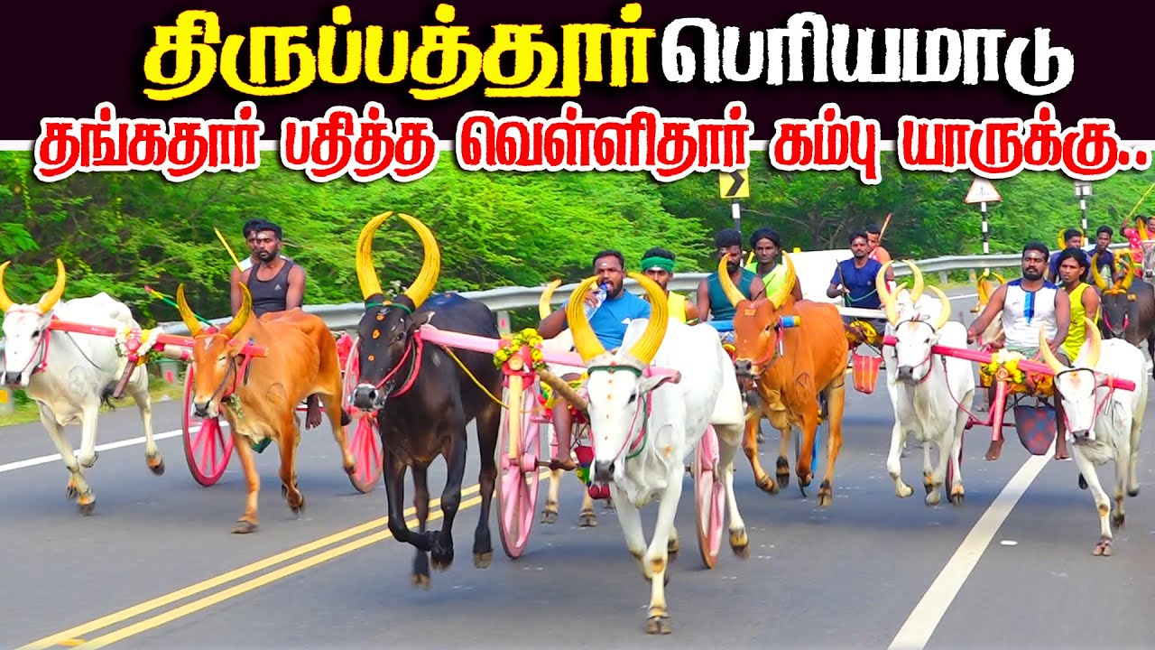 திருப்பத்தூர் பெரியமாடு பந்தயம்