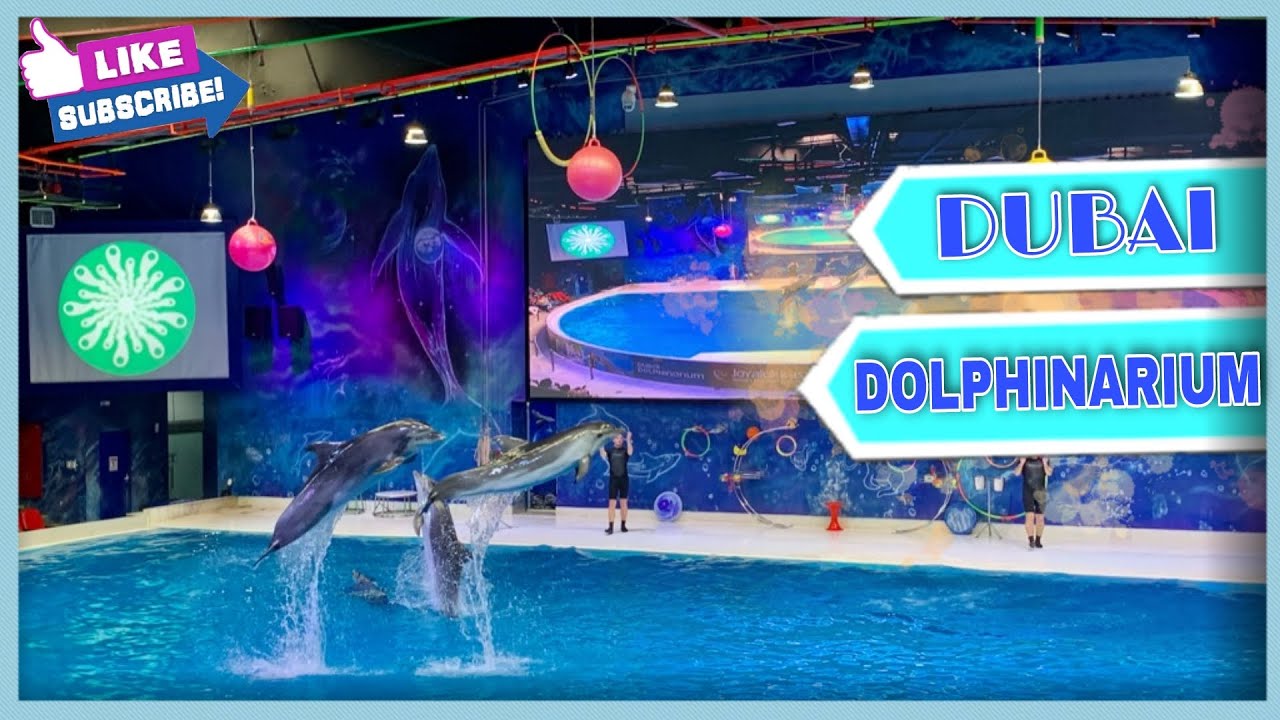 DUBAI DOLPHINARIUM | PART 1