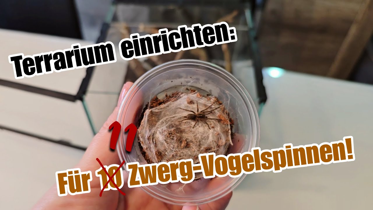 Terrarium einrichten für 11 Zwerg-Vogelspinnen! | Heterothele villosella | Liliths Colorful Garden