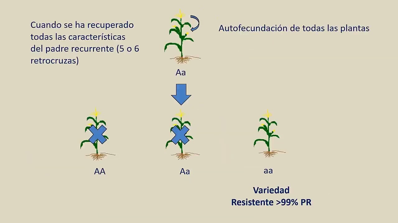 Mejoramiento por retrocruza