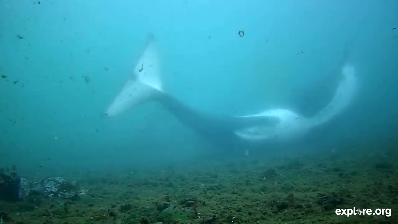 Orca Meditation - Deep Relaxation | Serenity of the Sea