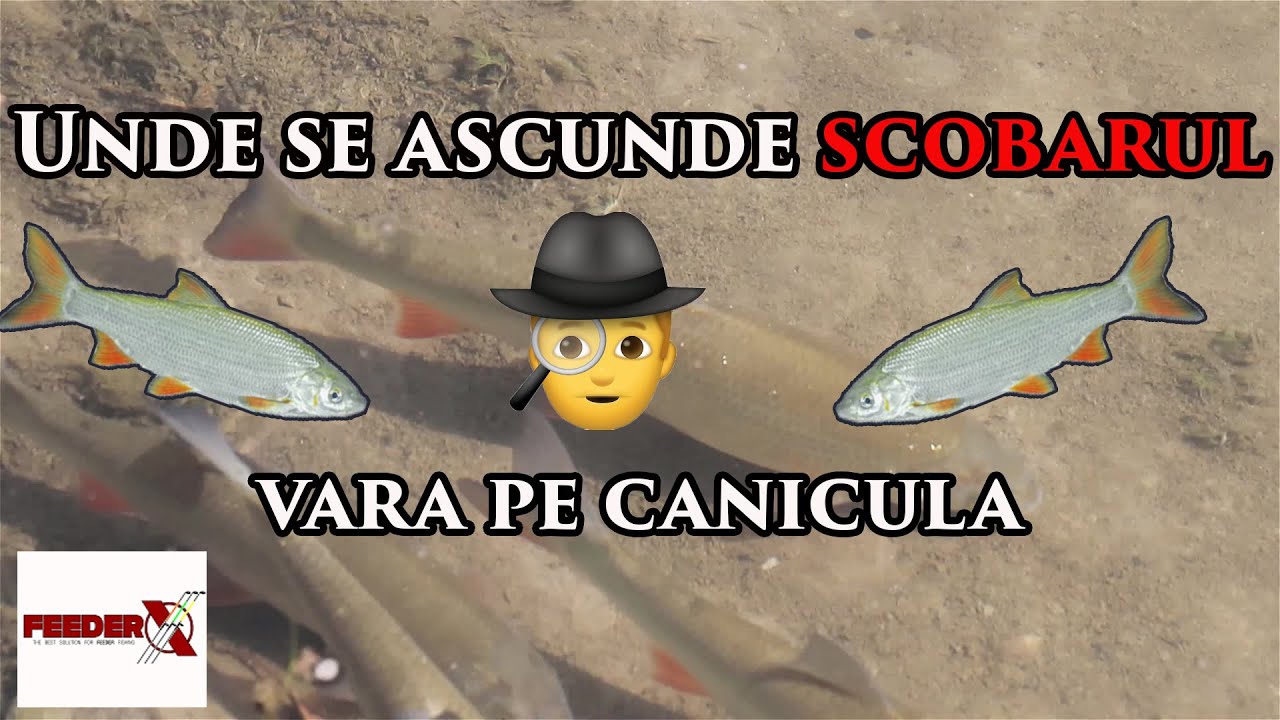 Unde gasim scobarul vara pe canicula ?
