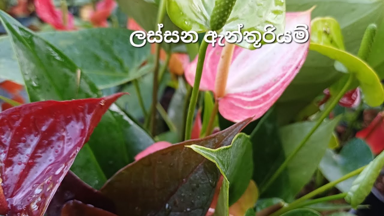 මල් අඩුවට හොයන ඔයාට 🥰2026/01/27🥰0706132904🥰#anthurium #floweringplants #garden #