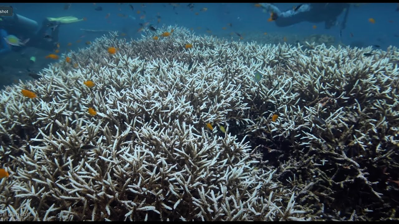 Coral Bleaching, Raja Ampat, Indonesia March 2025