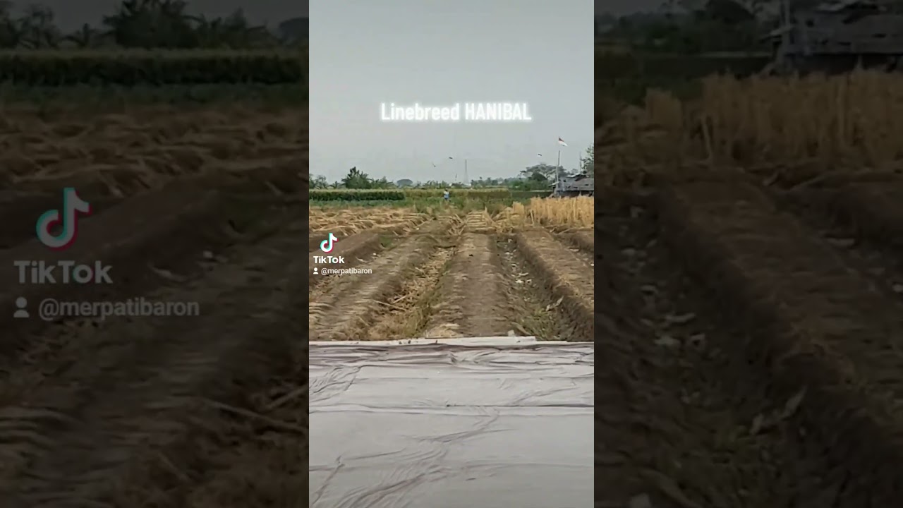 semua ada proses , hasil tidak akan menghianati proses #merpatibaron #baron