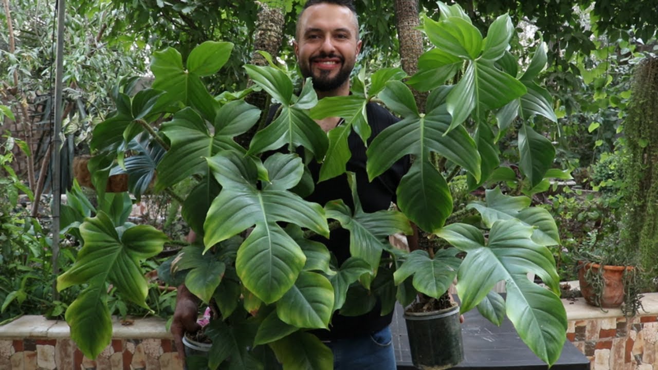 (philodendron squamiferum) نبات داخلي مميز