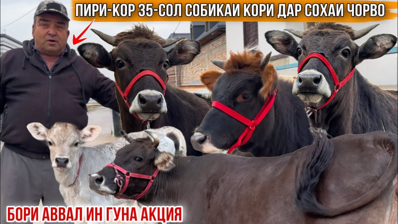 6-САР МОЛХОИ ОЧА БАЧА ВА БУҒУЗ АКЦИЯ ШУДАНД 9 февраля 2026 г.
