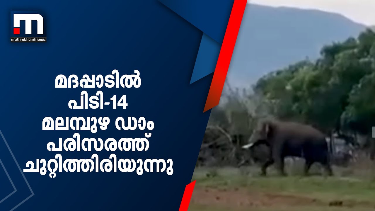 മദപ്പാടില്‍ പിടി-14 മലമ്പുഴ ഡാം പരിസരത്ത് ചുറ്റിത്തിരിയുന്നു  | Man Vs Wild | PT14 | Malambuzha Dam