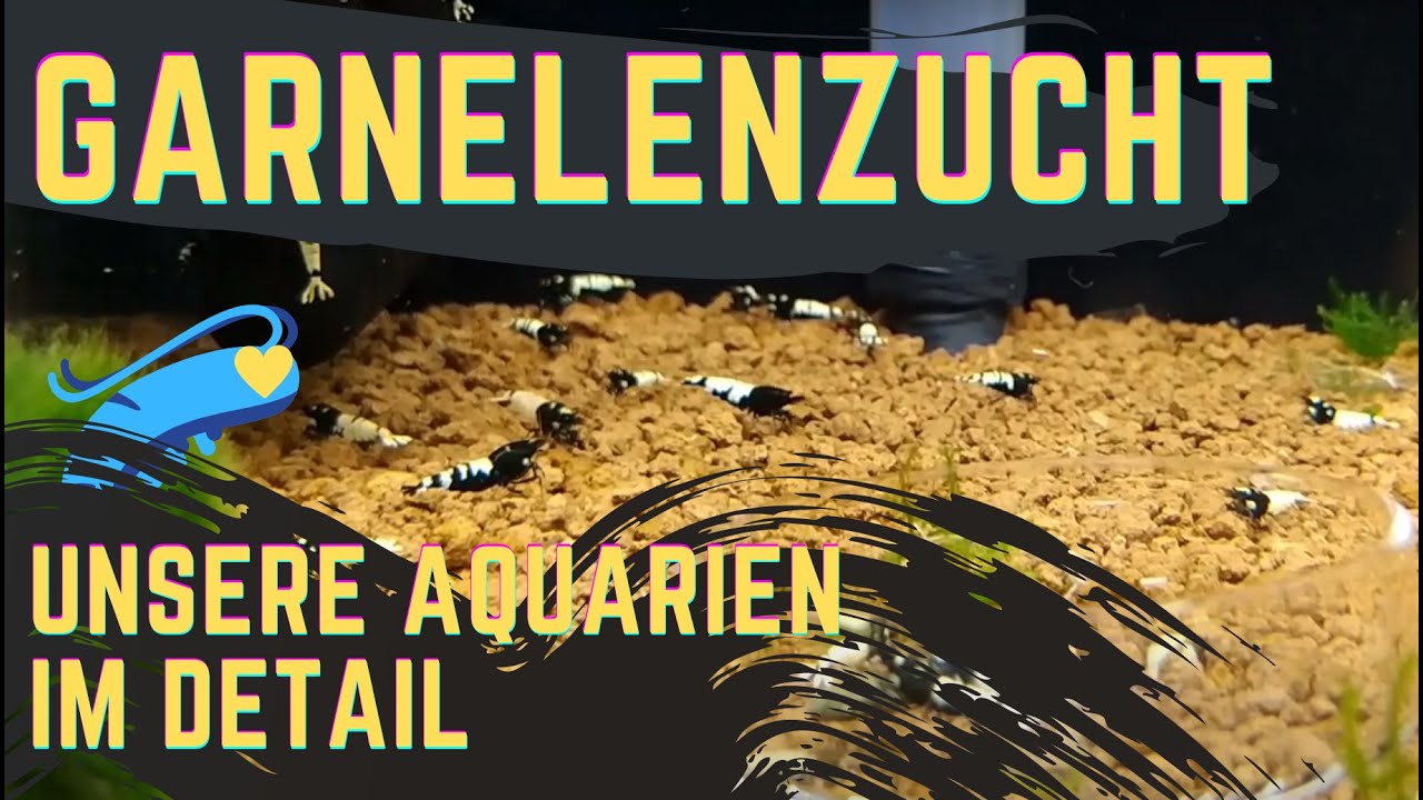 Zwerggarnelen Züchten - Unsere Zuchtanlage für Neocaridina und Caridina Garnelen im Detail