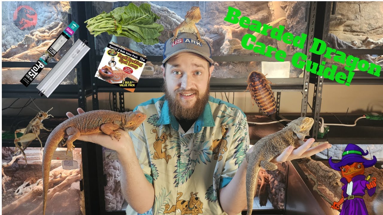 Bearded Dragon Care Guide - Beginners Guide