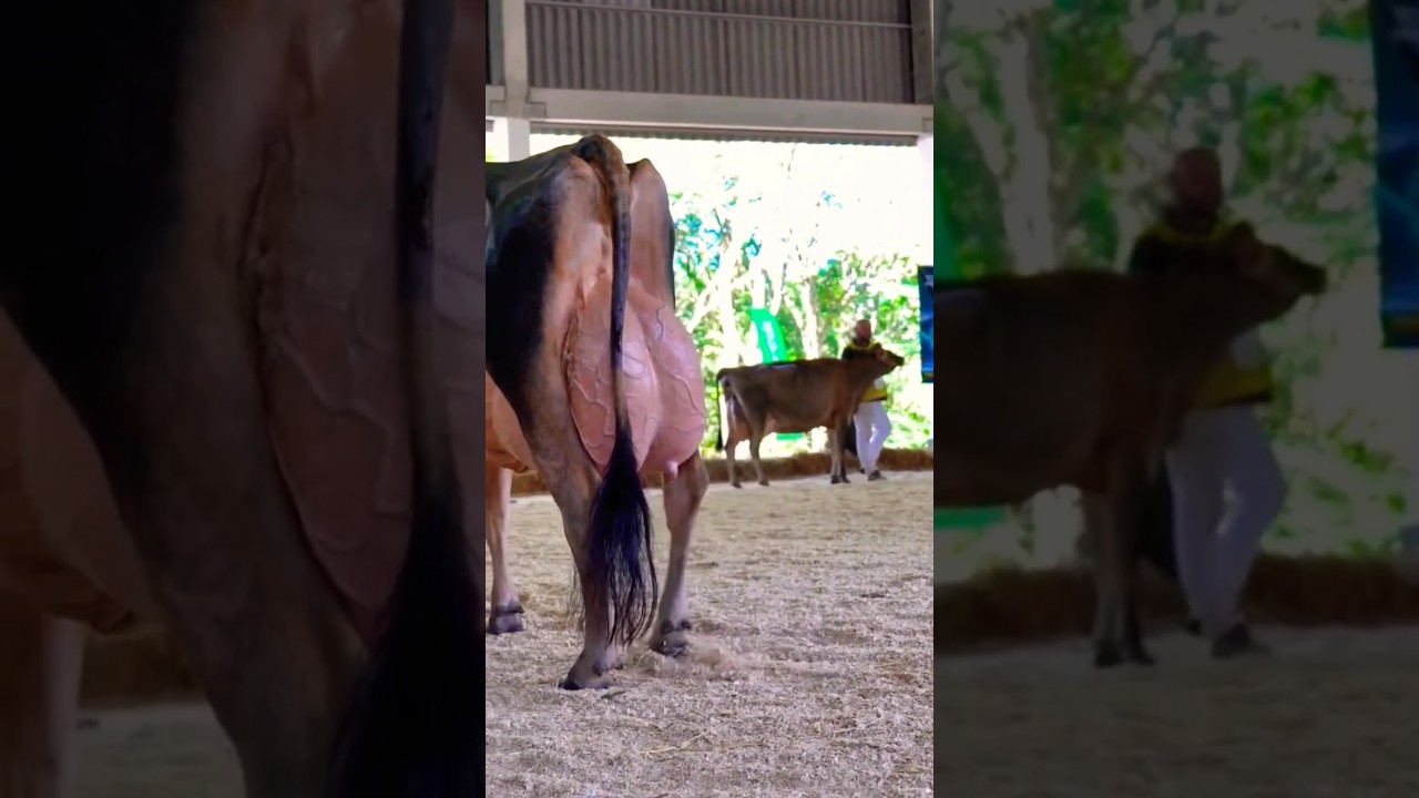 #jersey #trending #cows #farm #animal #competition #level #highmilkcow #compact #udder #denmark #abs