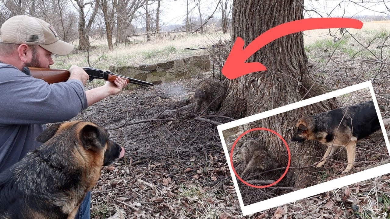 **Raccoon Catch Clean Cook** My First Time