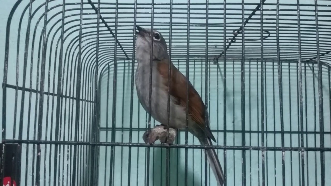 Jilguero cantando como clarin y jilguero