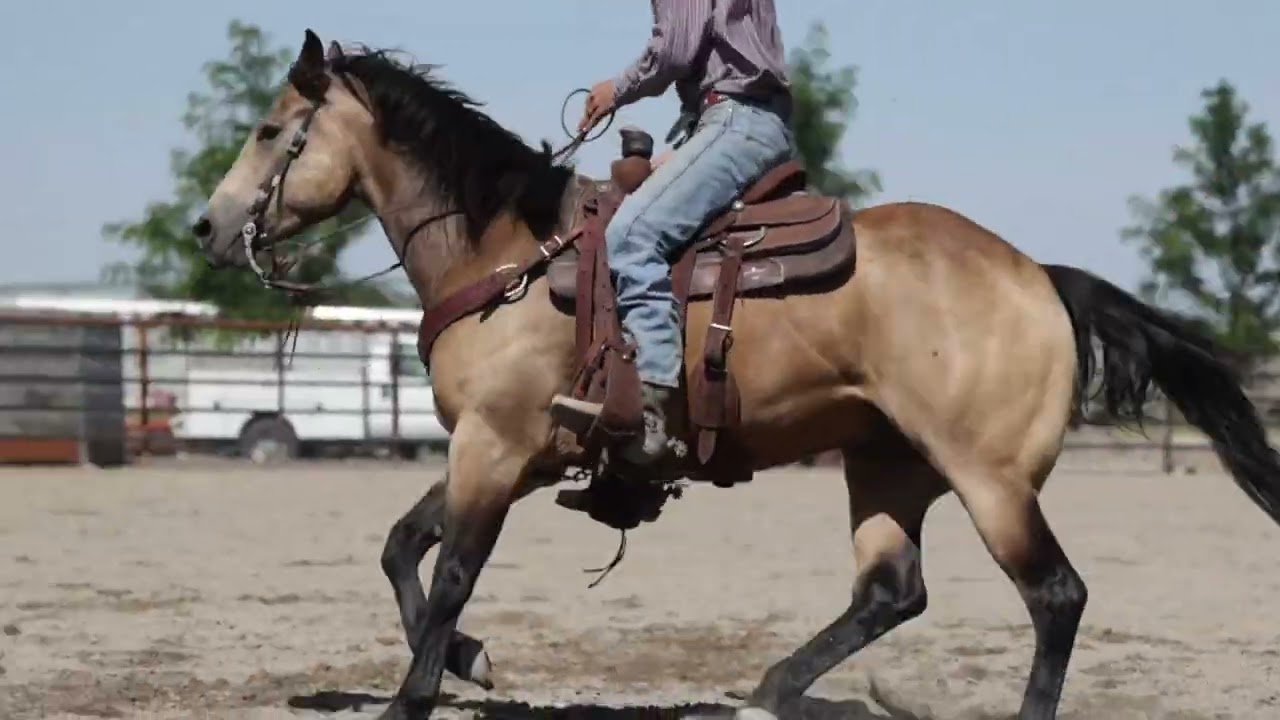 Heza Woodchip 2020 AQHA Gelding J Arrow Livestock