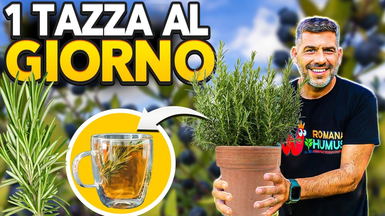 ROSMARINO |  UNA TAZZA AL GIORNO, I BENEFICI  TI SORPRENDERANNO 🌿💯💚
