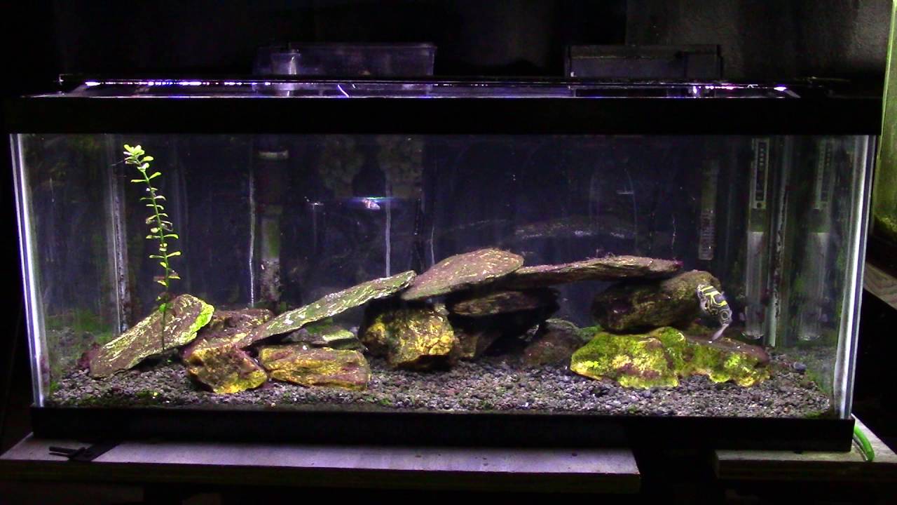 Some Basic Information About A Brackish Aquarium