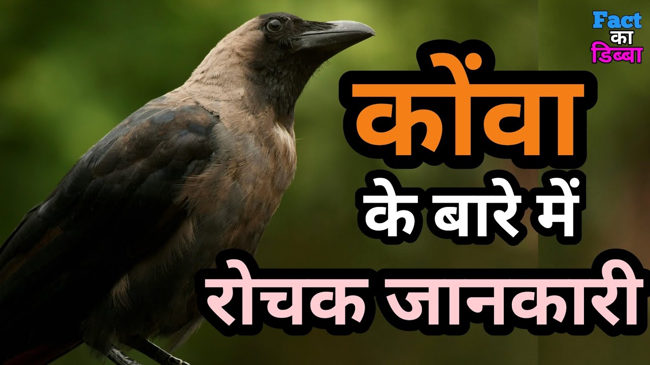 @Factkadibba #fact कोवे के बारे में रोचक जानकारी | kove ke bare me rochak jankariyan