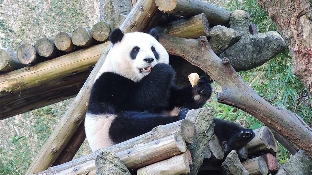20160212-1 圓仔輕柔咬窩頭 優雅慢享舔手手 Giant Panda Yuan Zai