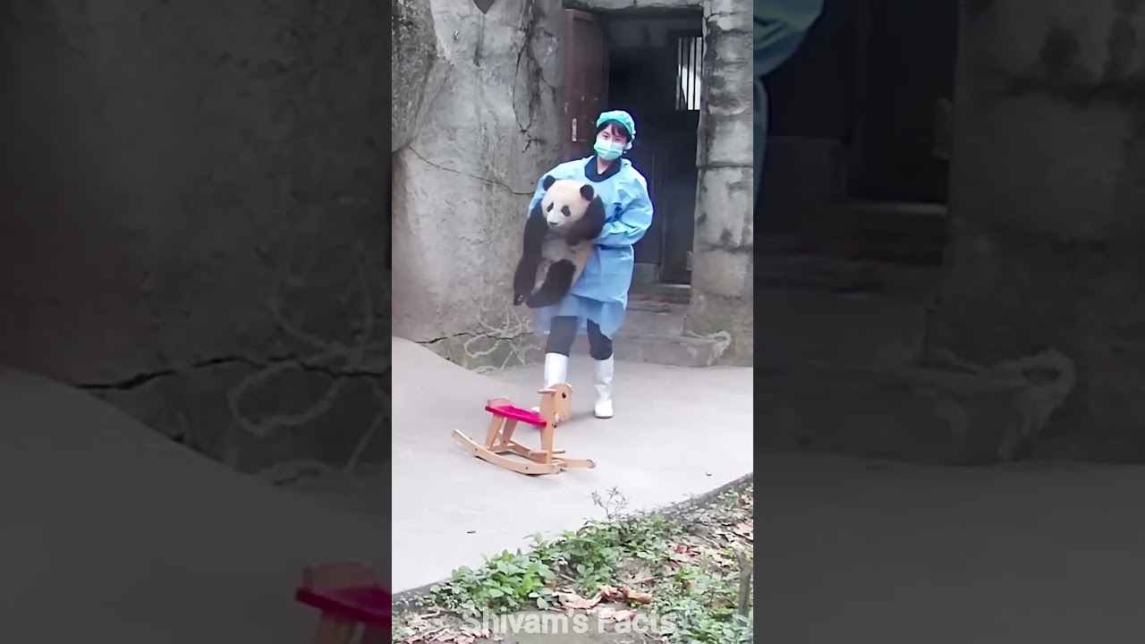 China's Panda Nanny job 😘