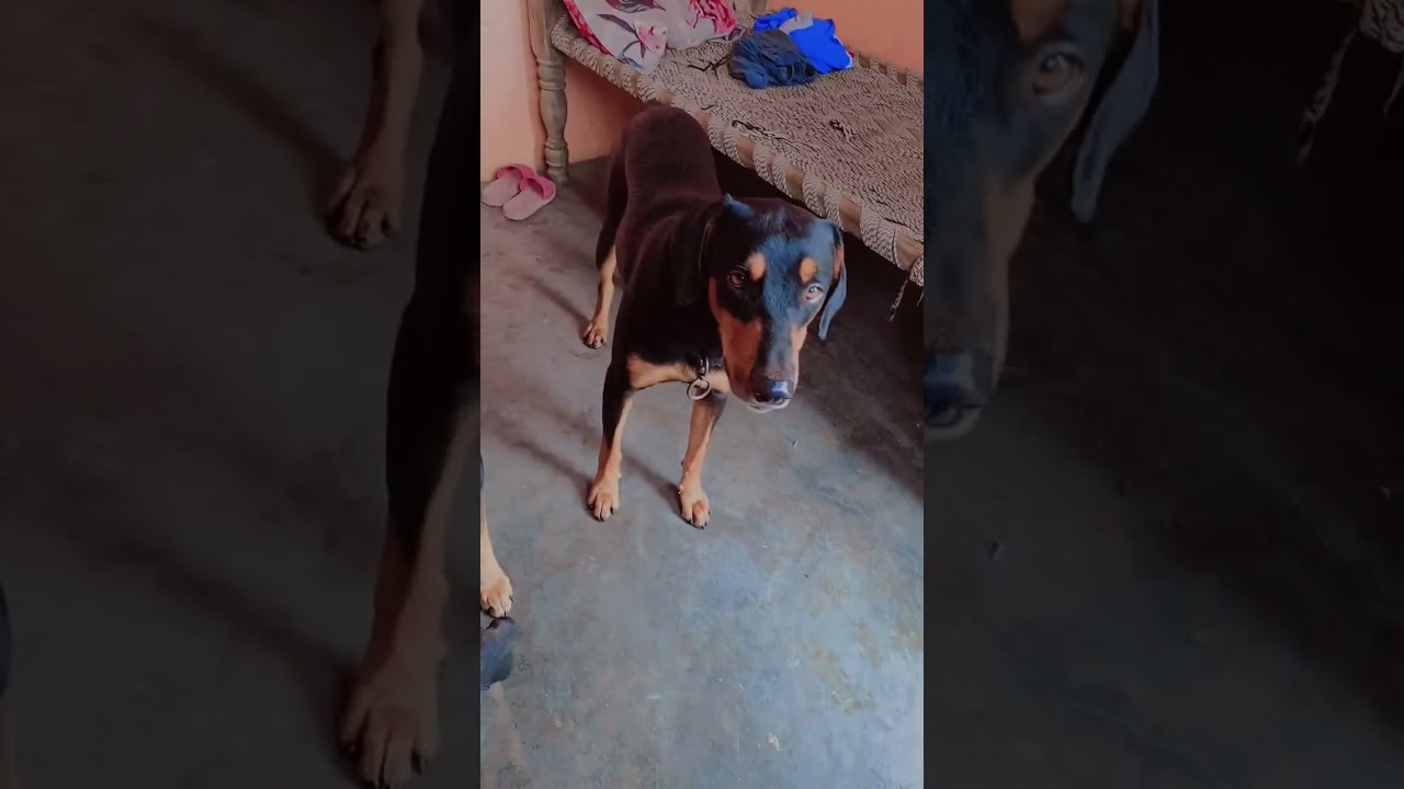 Raja or Sweety ko diya pup booster 😘🥰#doglover#dogvlog 🐕🐕#dogvideos 