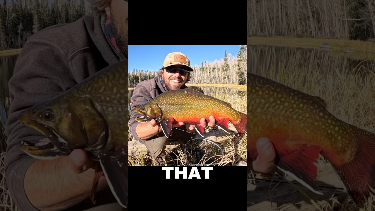 MASSIVE BROOK TROUT!!!