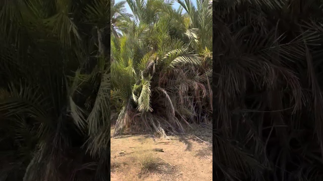 شعيب  بيض الجميل ✅👍🏻