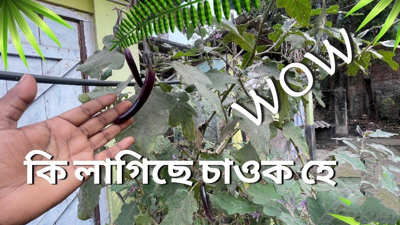 বেঙেনাডাল চাওক হে কিমান লাগিছে॥ আমাৰ বৰমাৰ খেতি