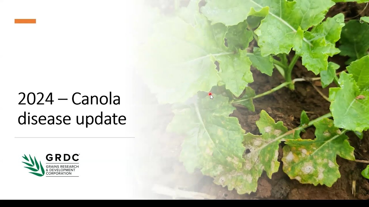 AFREN Webinar: Canola - the economics of blackleg fungicide application in 2024