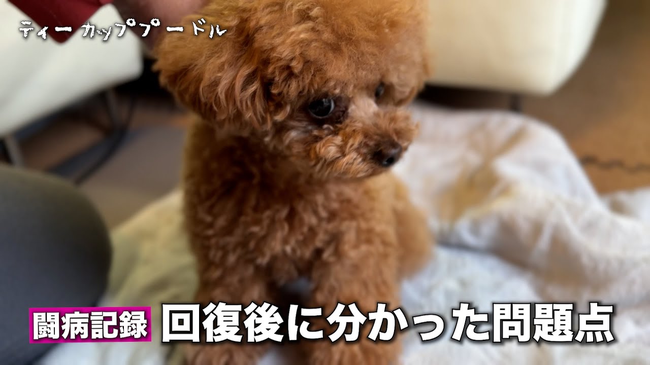 ヘルニア回復後に分かった問題【パテラ悪化・トラウマ】