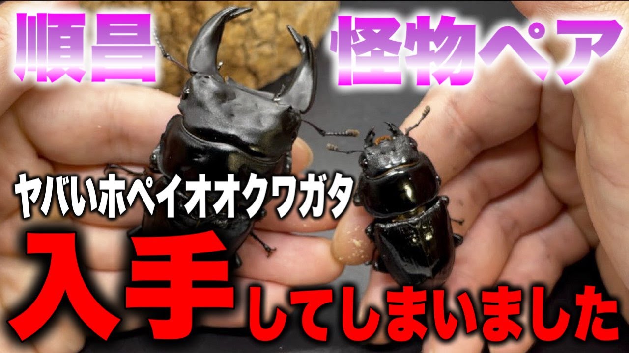 怪物クワガタは存在する【クワガタ】【ホペイ】