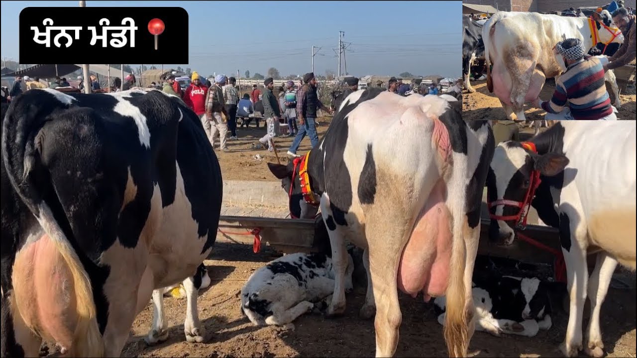 ਪਸ਼ੂ ਮੰਡੀ ਖੰਨਾ ਮਿਤੀ 15-2-2024 (20-25 litres milk cows prices)For sale purchase of cows.. #dairyfarm