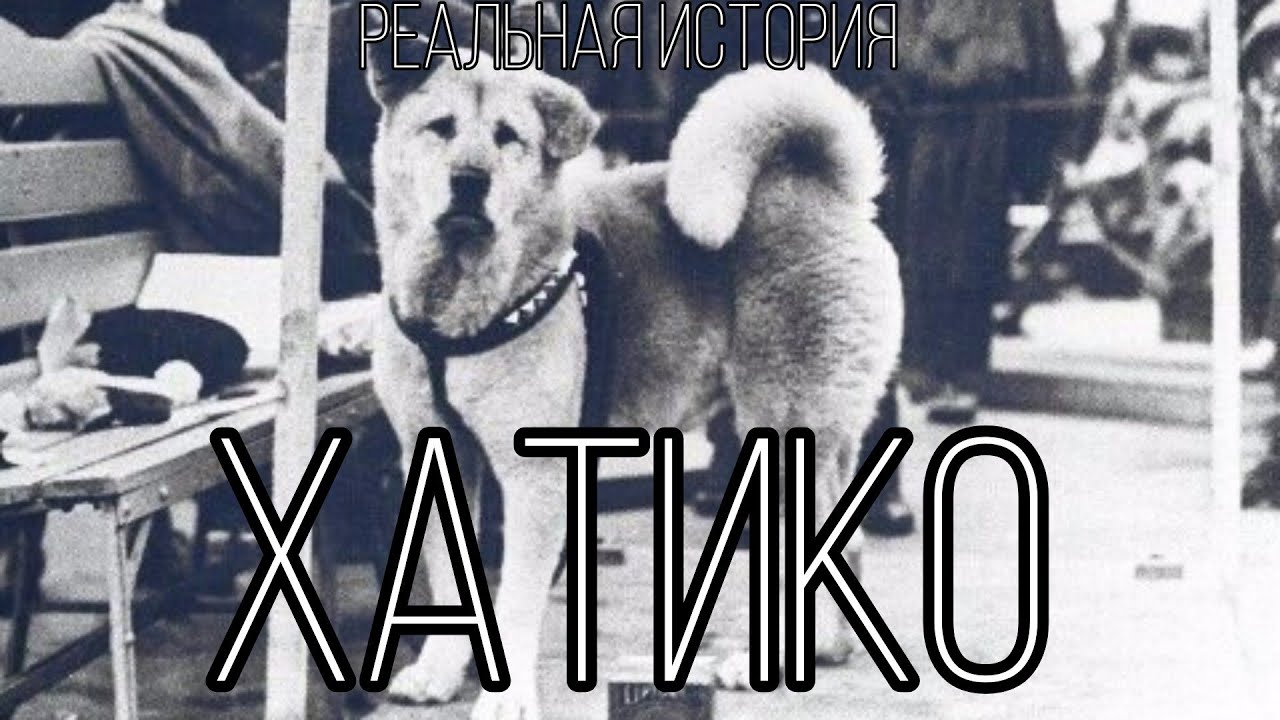 Эти собаки ждали своих умерших хозяев долгие годы. ЧАСТЬ 2. Реальная история Хатико и пса Кости.