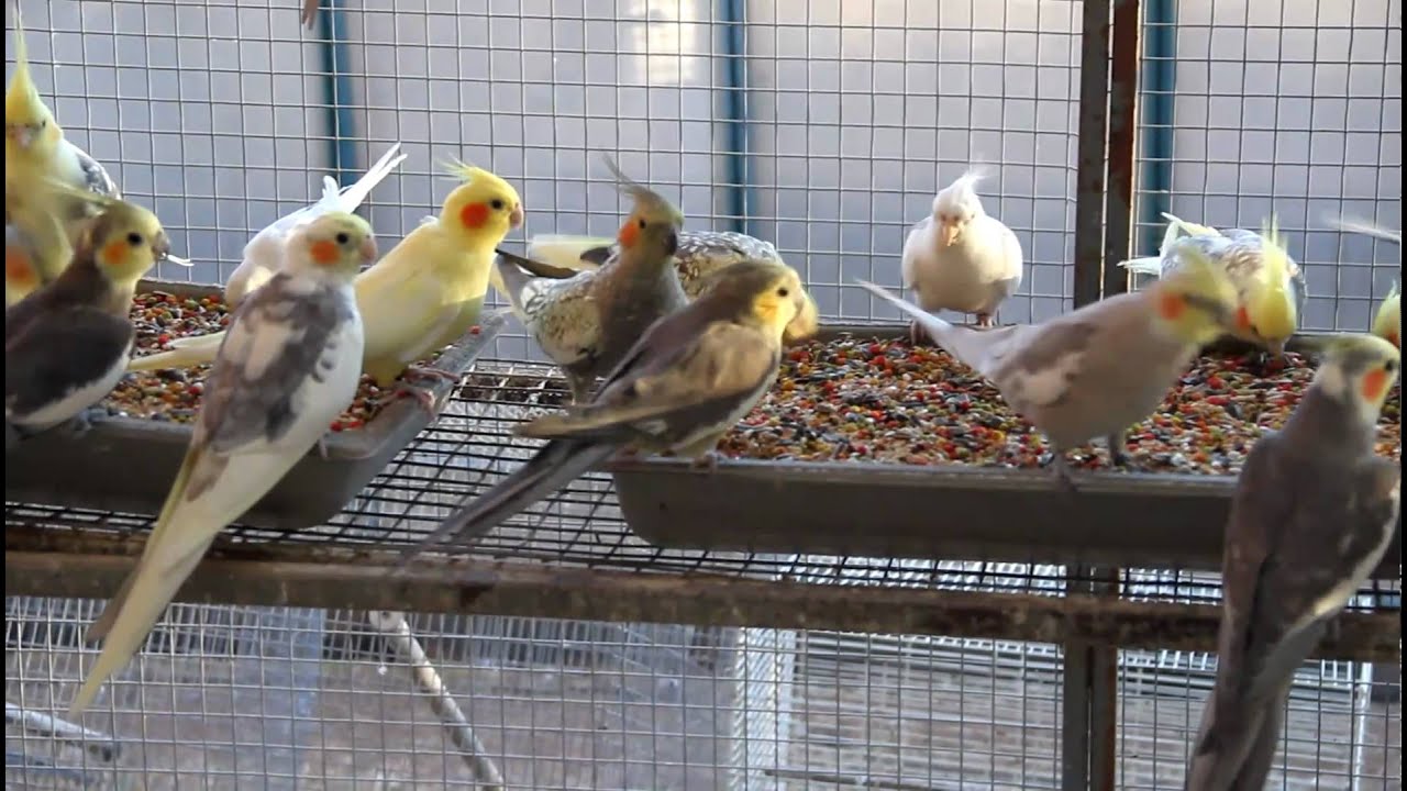 The Big Flight at Feeding Time