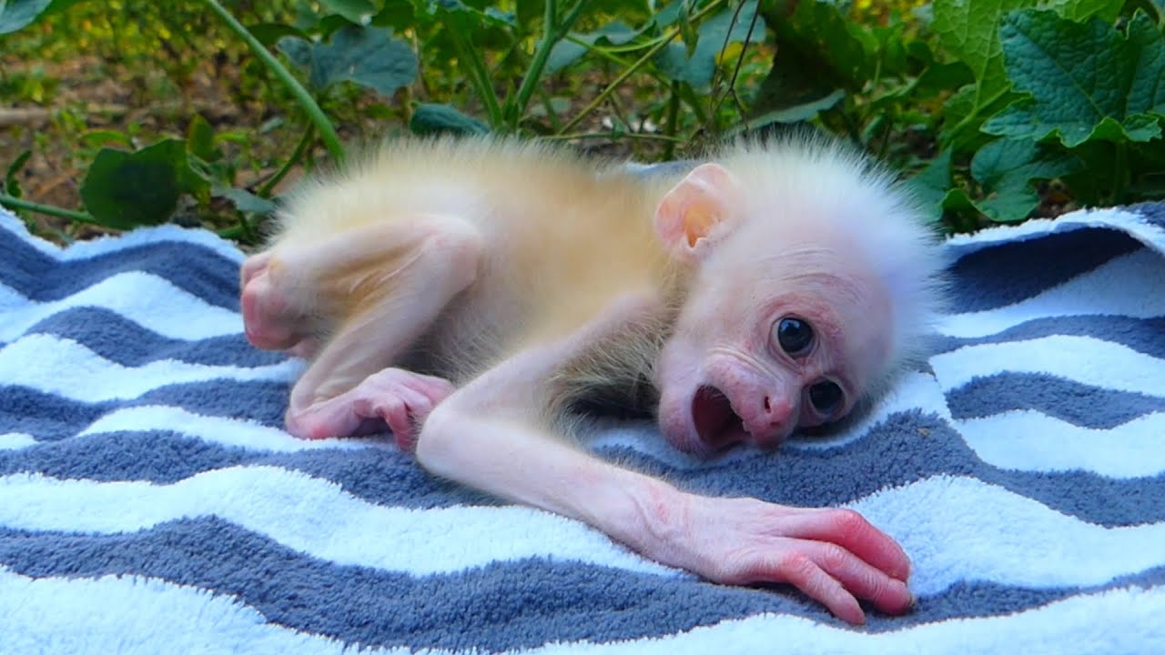 Baby Monkey Born Completely White—Rescuers Reveal the Heartbreaking Reason Why