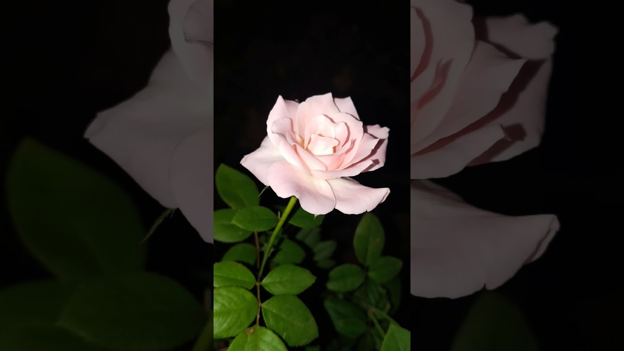 beautiful rose #photography #night #flower #viral #viralvideo