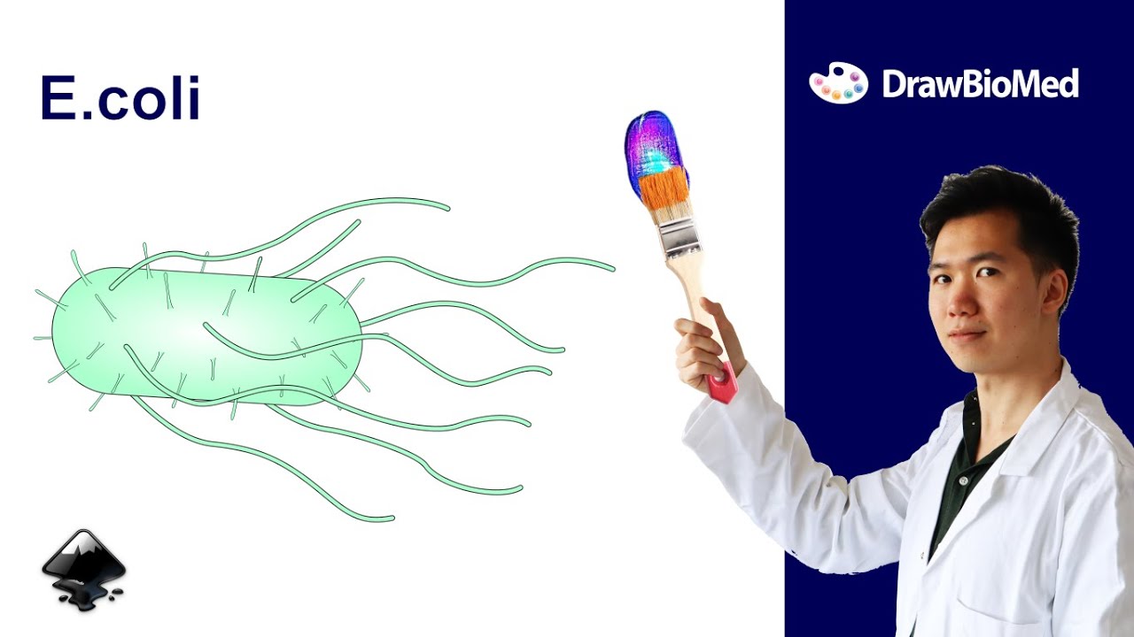 How to draw E. coli in Inkscape | Scientific Illustration | Graphical Abstract