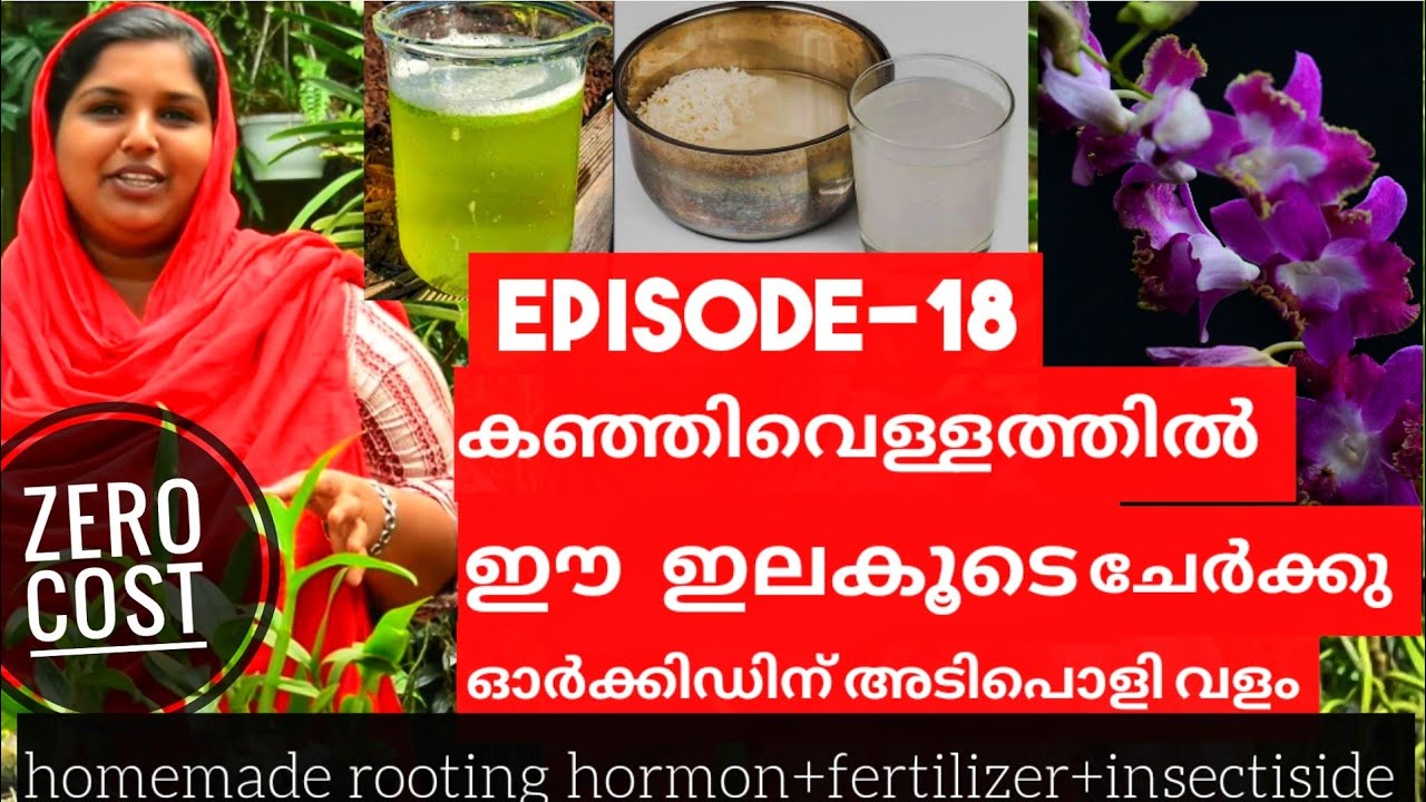 ഓർക്കിഡിന് ഒരു രൂപ ചിലവില്ലാതെ HOW TO MAKE HOMEMADE ORGANIC ROOTING HORMON AND FERTILIZER|Episode 18