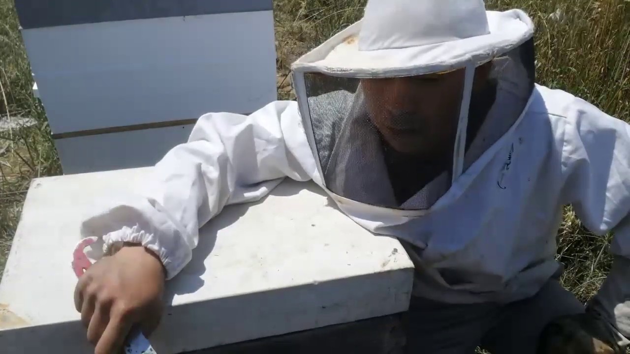 Spring Beehive Inspection 4