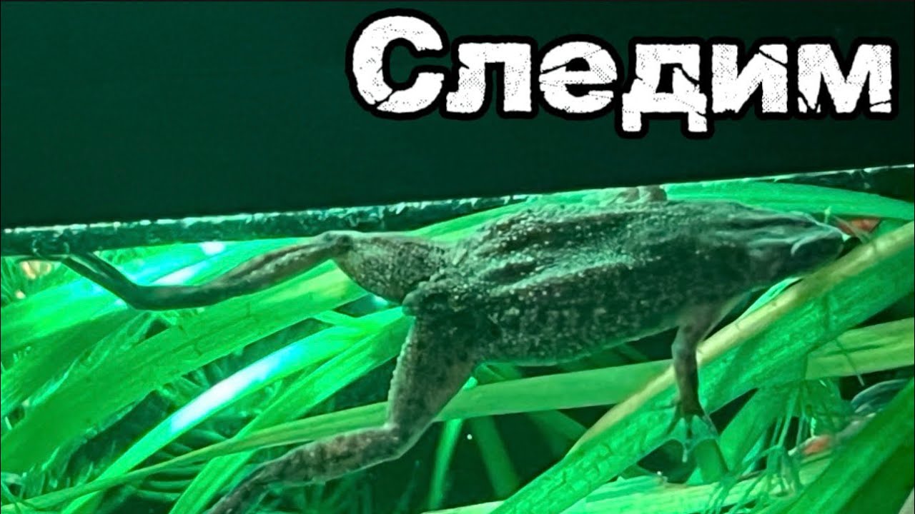#аквариум #рыба 