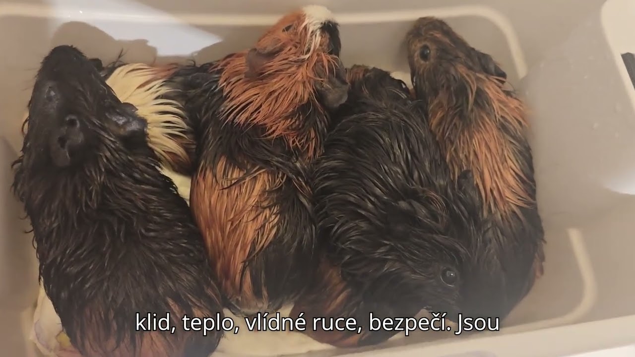 🐹✨Nedělní pohádka z Farmy Kapsa - č.6 - O šesti morčecích bohyních 🐹✨