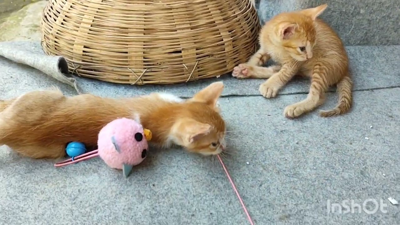 Cute cat videos and kitten playing 