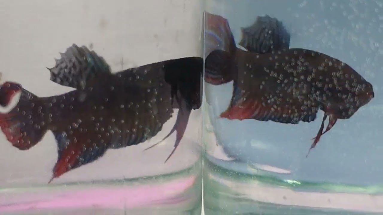 #Fish #Aquarium #FreshwaterFish #Cambodia #ColorfulFish #PetFish