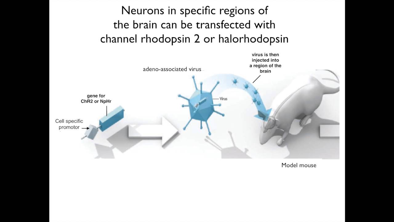 Channel Rhodopsins