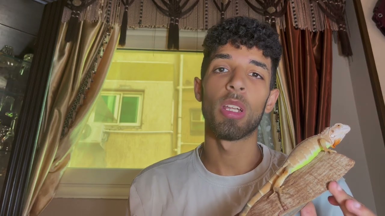 تربيه الاجوانا  ومميزاتها وعيوبها