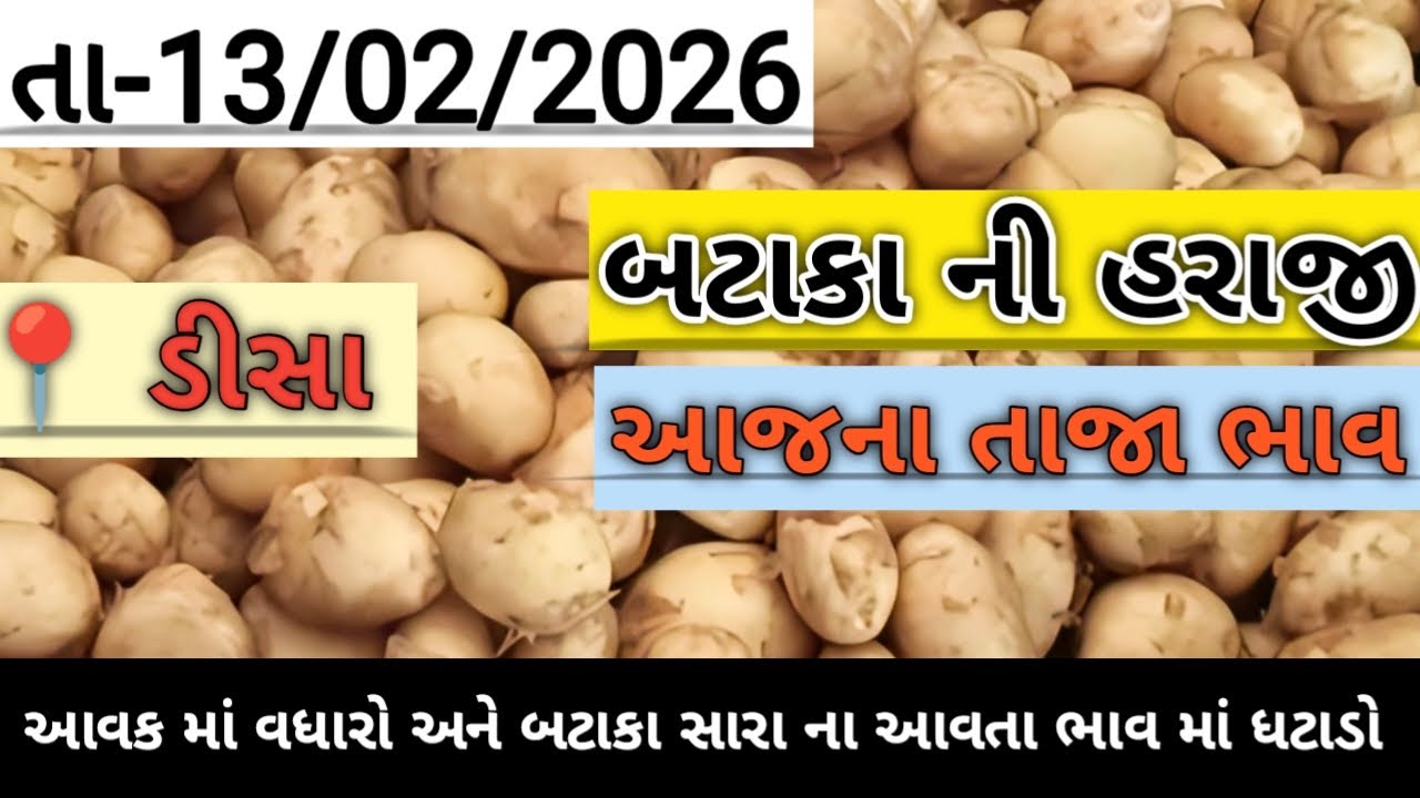 બટાકા ની હરાજી//deesa bataka ni haraji//आलु मंडी #deesa #potato #aalu #new #trendingvideo #farming 