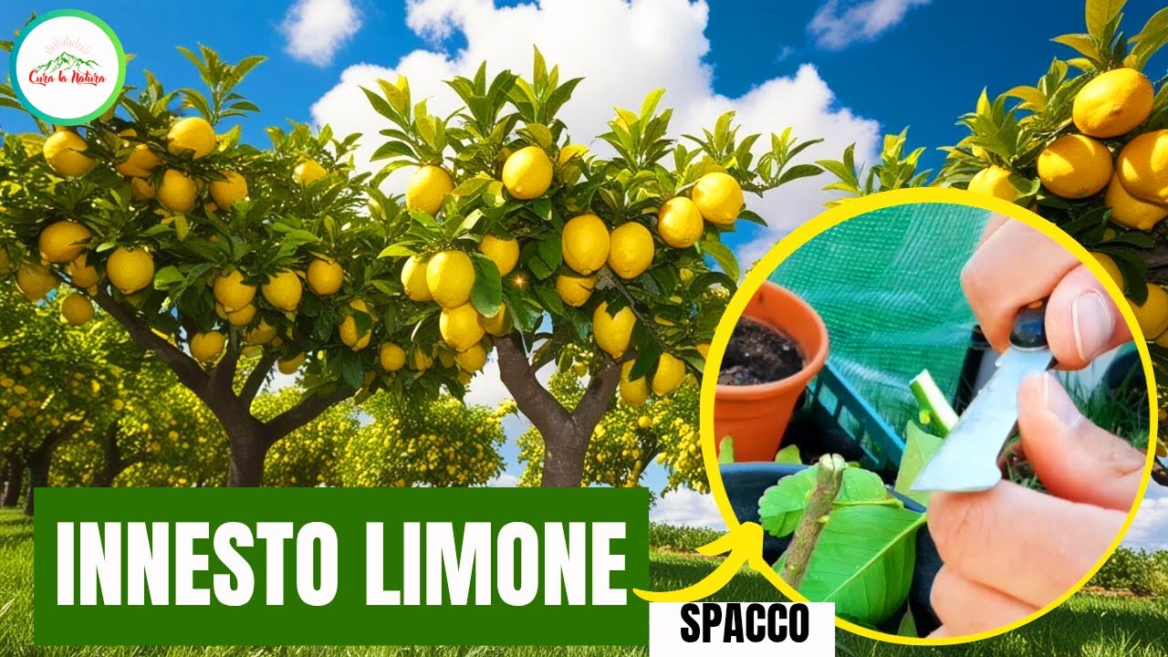 Innesto Limone a Spacco - Il miglior innesto che puoi imparare.