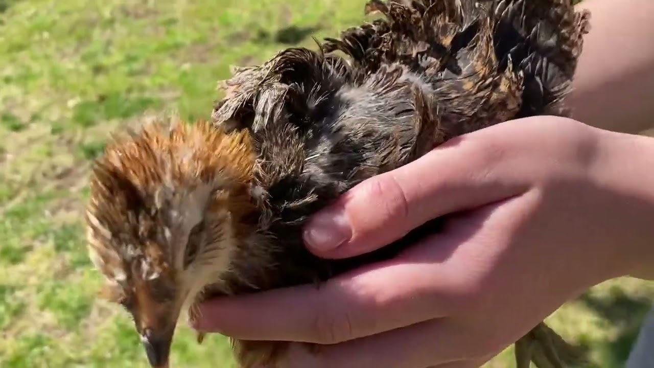Frizzle Easter Egger- 5 weeks old