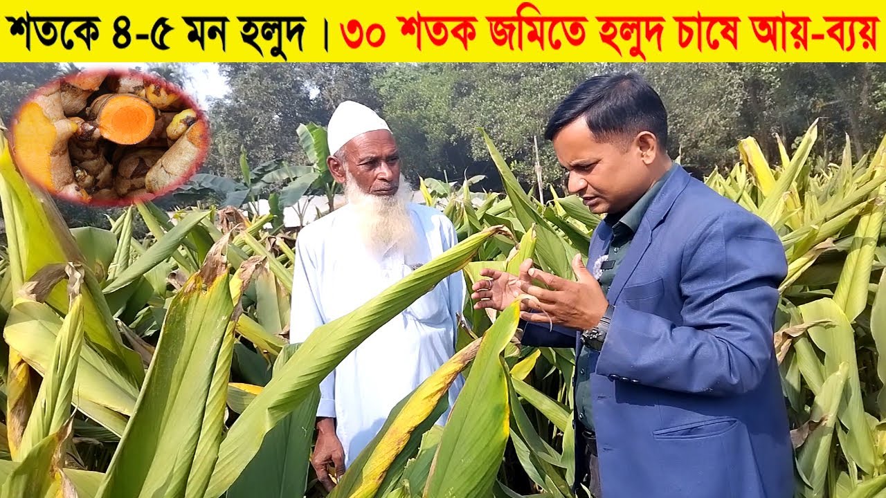 শতকে ৪ থেকে ৫ মন হলুদ । ৩০ শতক জমিতে হলুদ চাষের আয় ব্যয় । turmeric । holud chas । হলুদ চাষ পদ্ধতি